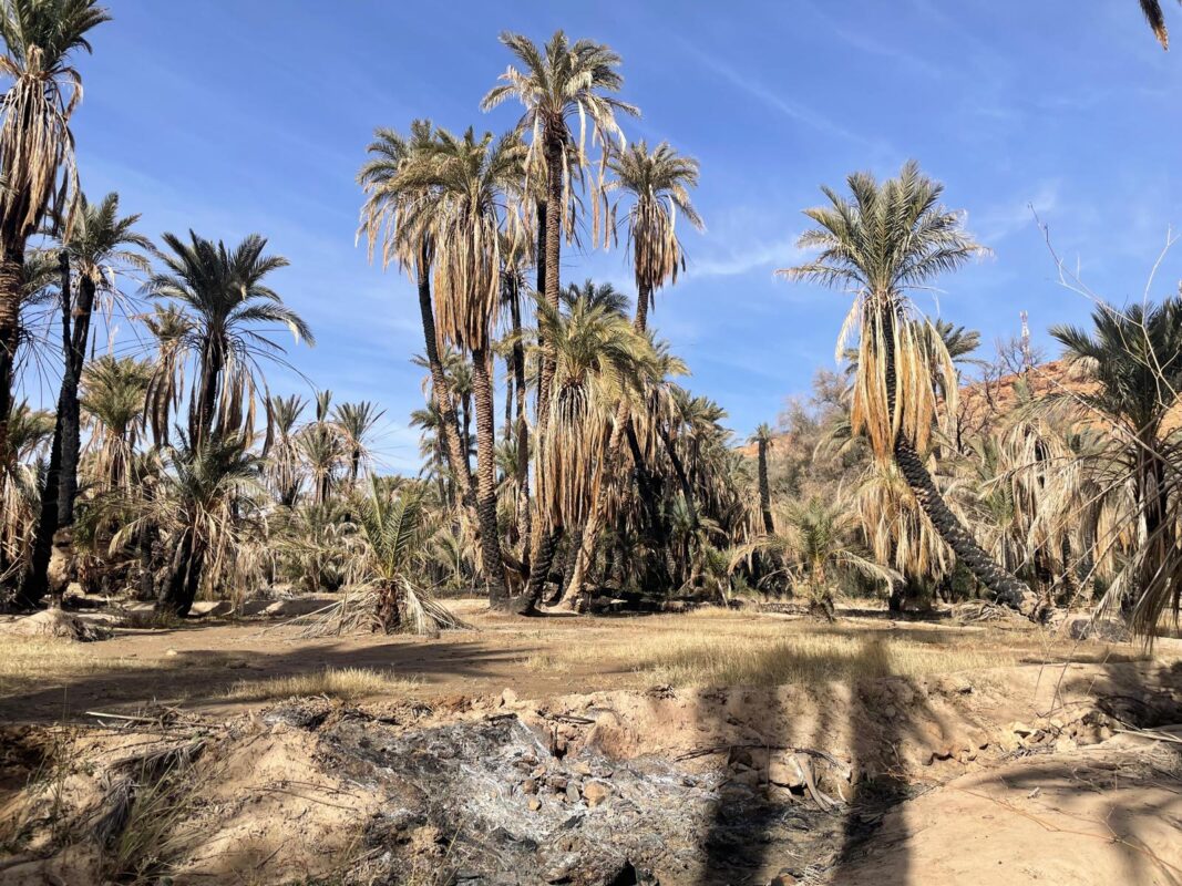 Palm trees in the Ziz Valley oasis