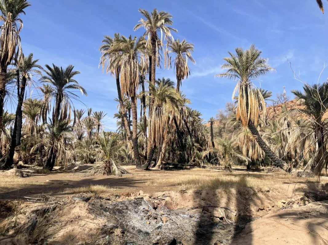 Palm trees in the Ziz Valley oasis