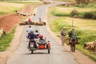 Vintage sidecar motorcycle paused on a country road as sheep and a donkey cross the path