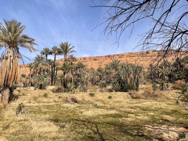 River flowing through Ziz Valley oasis