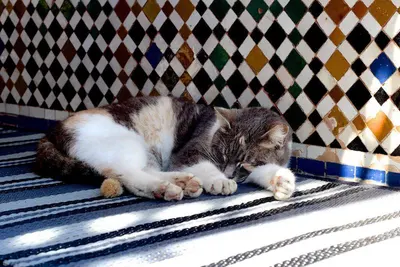 Cats resting on a sunlit medina doorstep in Morocco