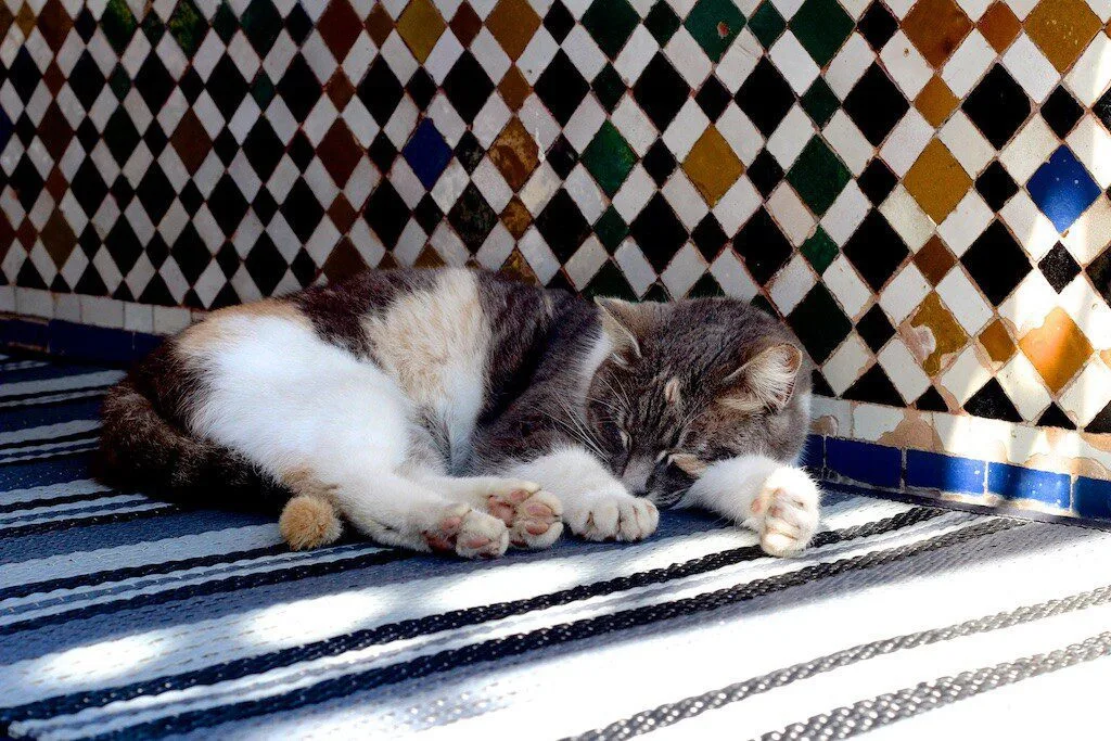 Cats resting on a sunlit medina doorstep in Morocco
