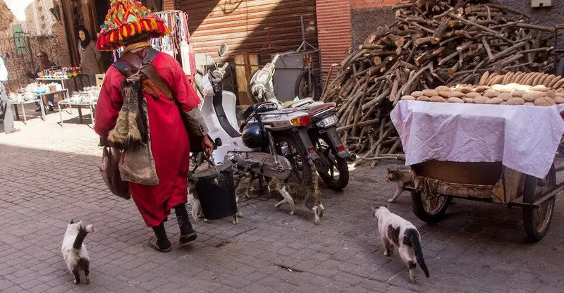 Morocco street cats