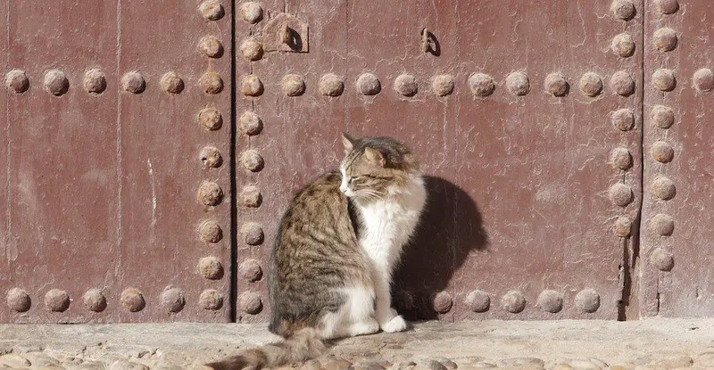 Cat outside a red door