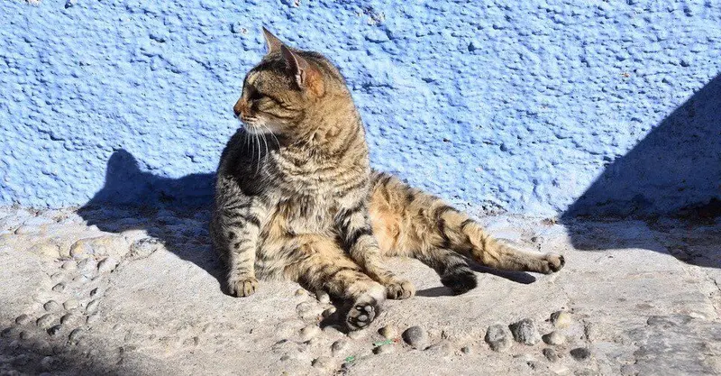 A cat in sunshine