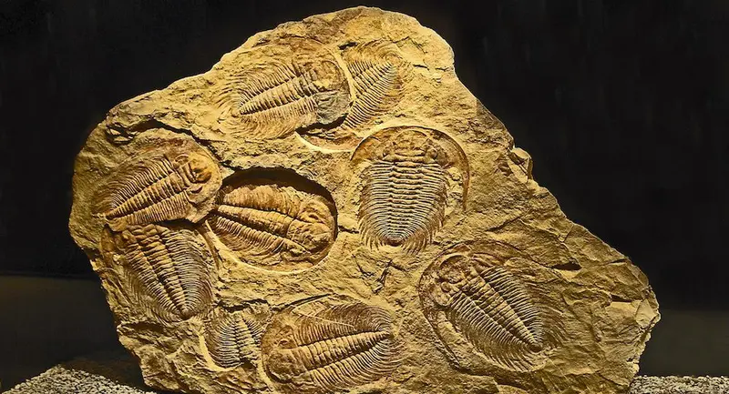 Fossils from Sahara