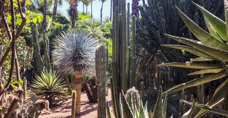 Kinds of cactus