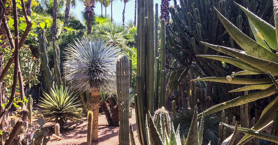 Kinds of cactus