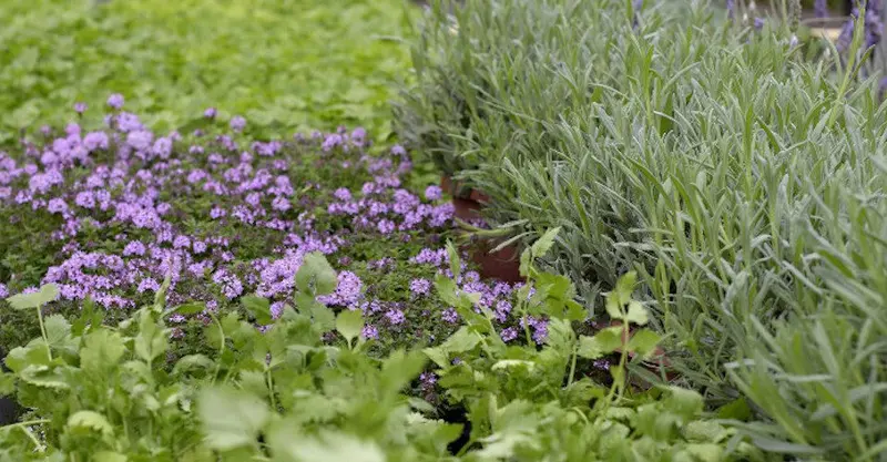 Various herbs plant in garden