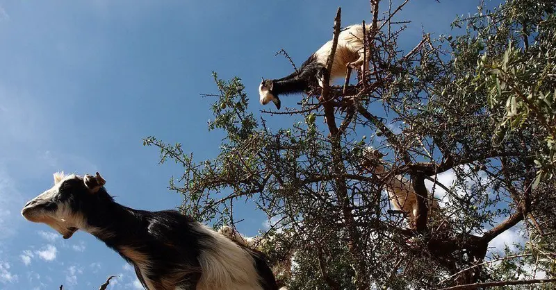 Argan nuts and oil bottles beside argan trees in southwest Morocco