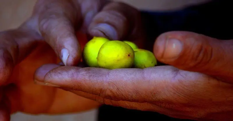 Argan nuts and oil bottles beside argan trees in southwest Morocco