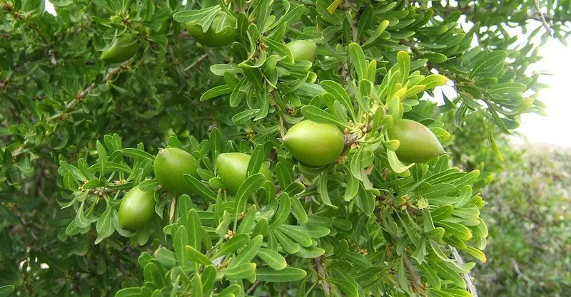 Argan nuts and oil bottles beside argan trees in southwest Morocco