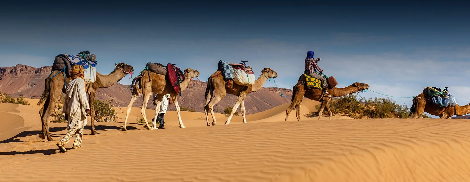 Camel caravan crossing orange dunes beneath desert cliffs