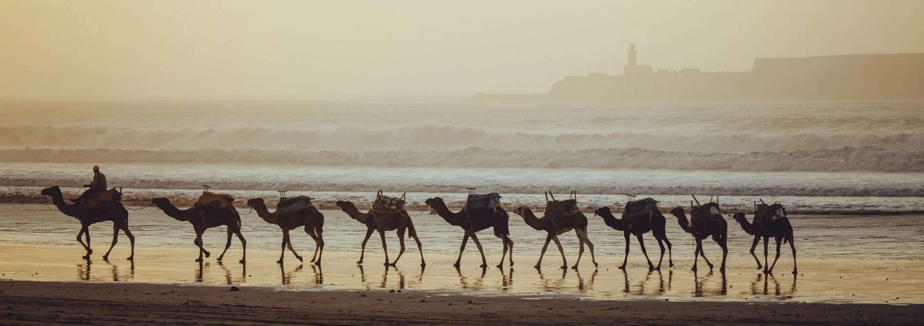 Camel caravan walking along misty wet sand with Atlantic waves breaking behind