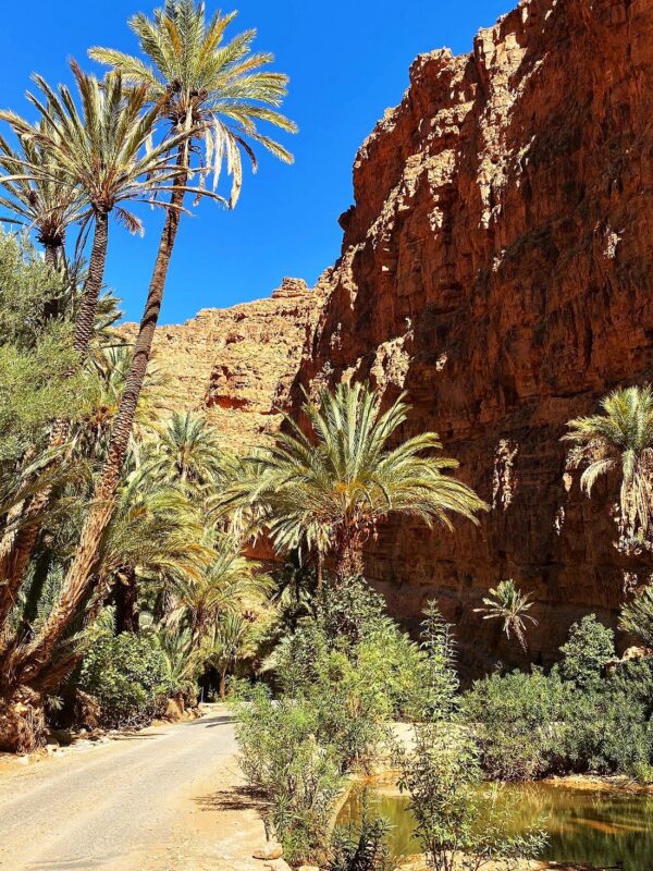 Palm-lined track running between the red rock walls of the Ait Mansour gorge