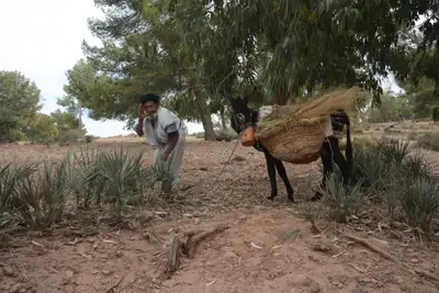 Elderly Moroccan man in a white djellaba beside a donkey loaded with a woven basket of straw