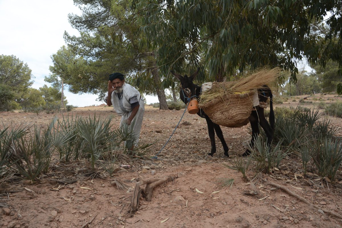 Elderly Moroccan man in a white djellaba beside a donkey loaded with a woven basket of straw