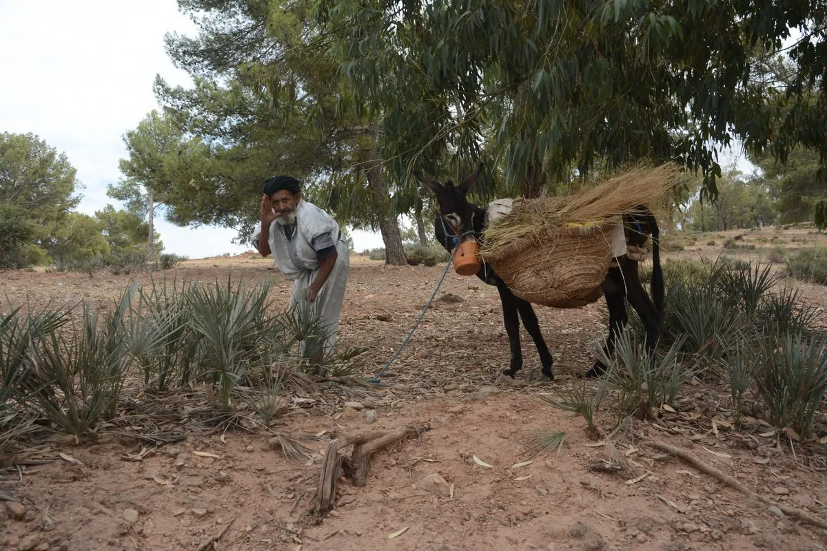 Elderly Moroccan man in a white djellaba beside a donkey loaded with a woven basket of straw