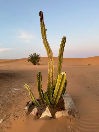 Tall columnar cactus rising from orange sand with a lone palm and dunes beyond