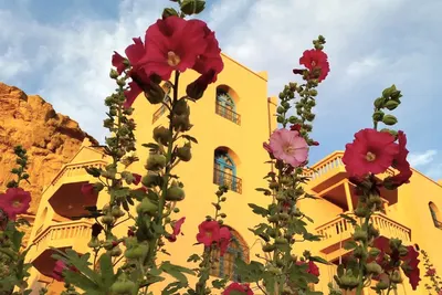 Pink hollyhocks in front of a yellow guesthouse with blue-shuttered windows below a rock cliff