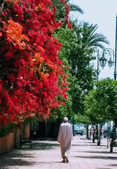Man in a pale djellaba walking along a palm-lined pavement past a wall of red bougainvillea