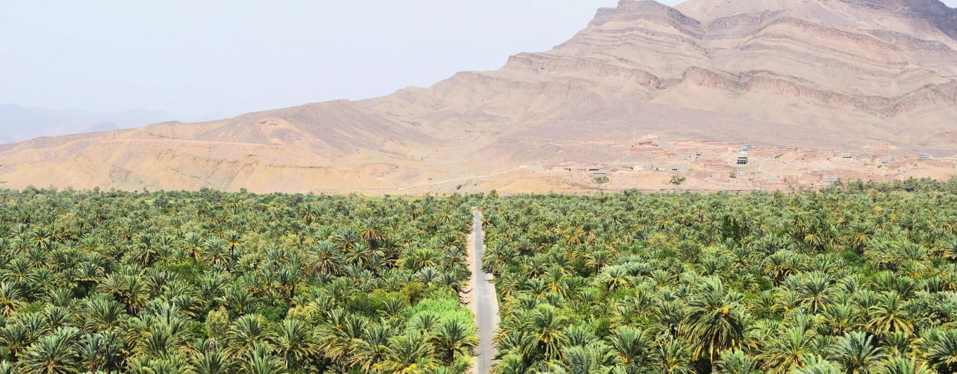 Asphalt road cutting through a lush palm oasis toward barren desert mountains