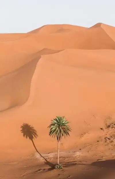 Lone palm tree casting a long shadow at the foot of orange Sahara dunes