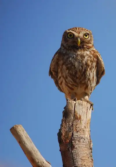 Little owl perched on a weathered wooden post against a clear blue sky
