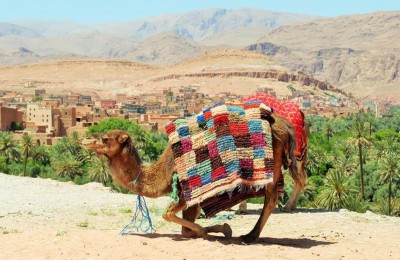 camelo no oásis