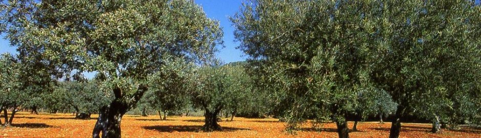 Agricultura Marroquina