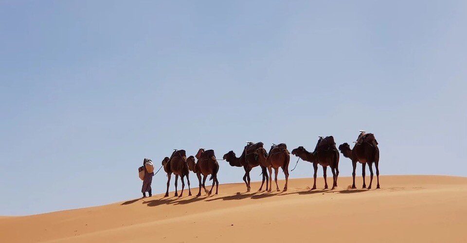 Berber people and camels