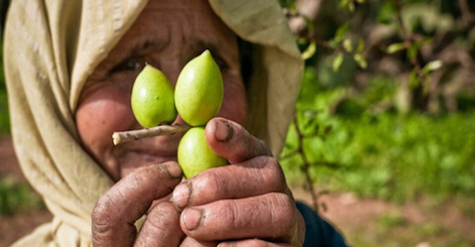 The fresh argan fruits