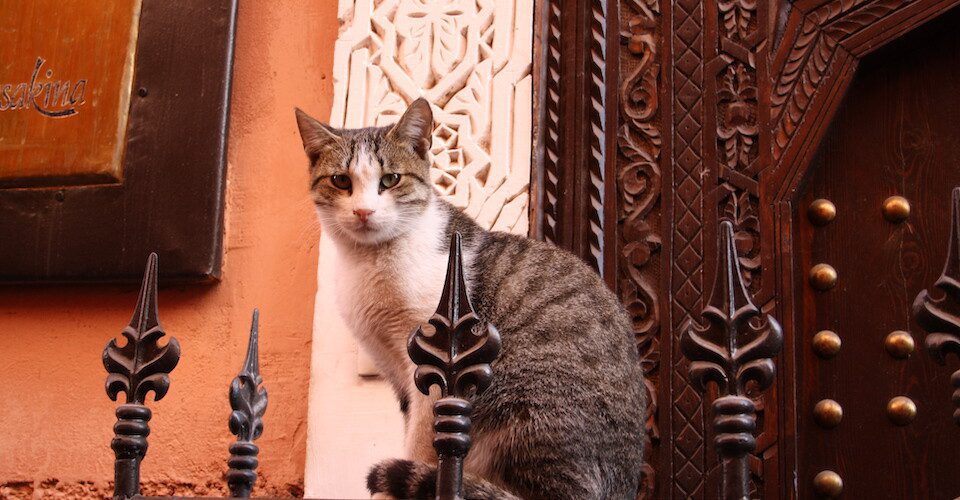 Cat in medina