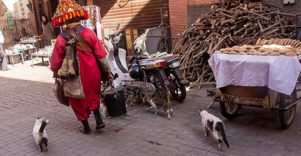 Morocco street cats
