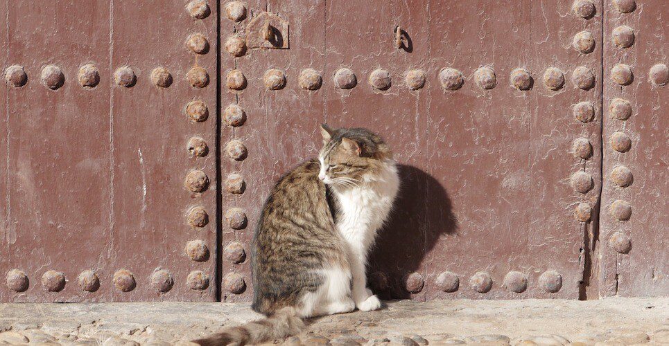 Cat outside a red door
