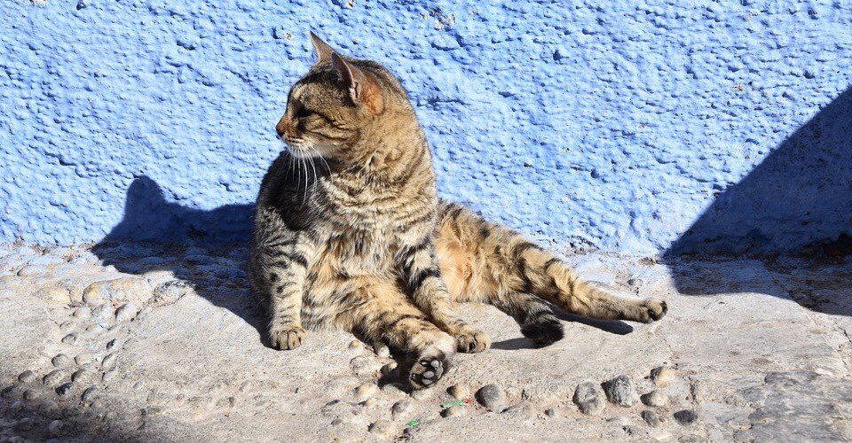 A cat in sunshine