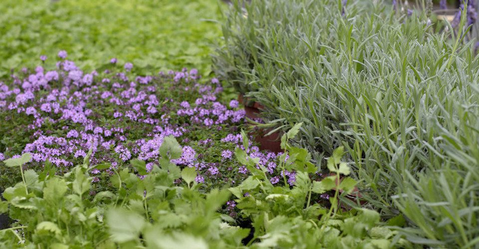 Various herbs plant in garden