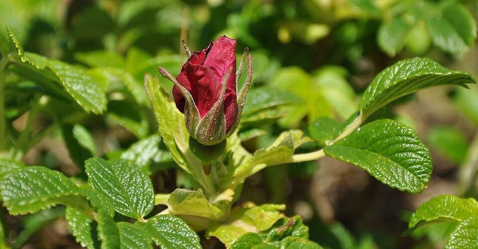 A rose about to bloom