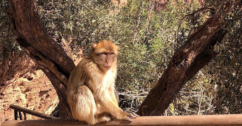 Gibraltar monkey