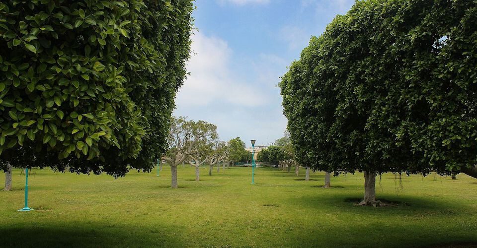 Wide lawn in the garden
