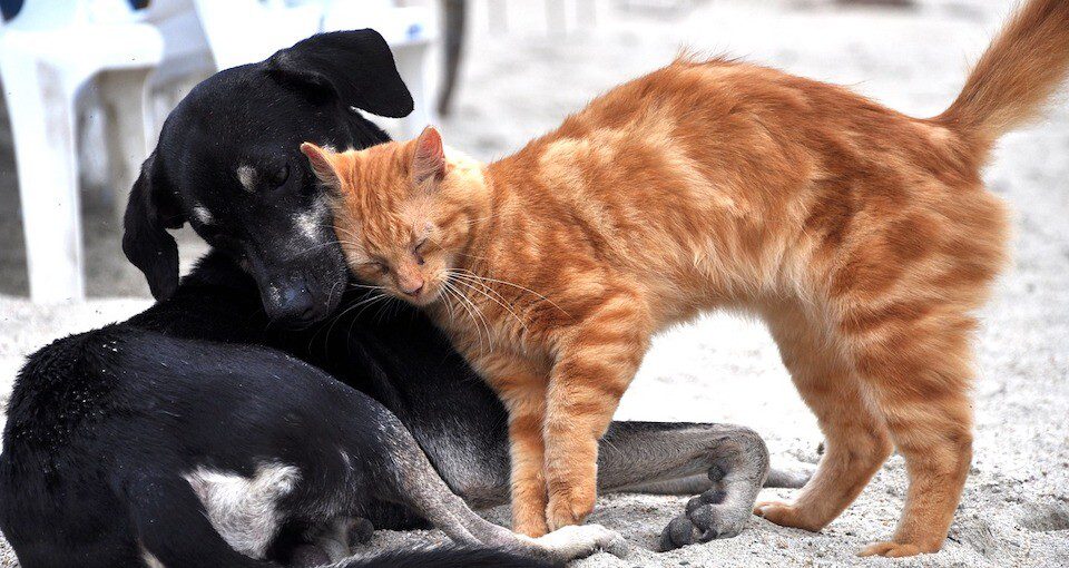 Cat plays with dog