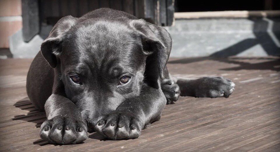 Black dog