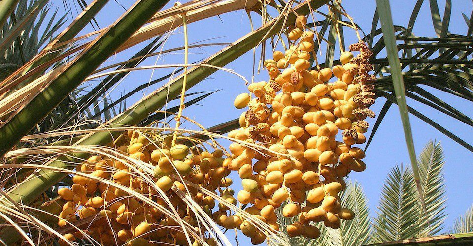 Fresh dates fruits