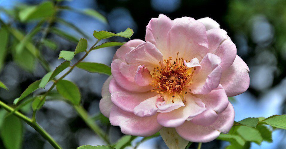 Damask rose