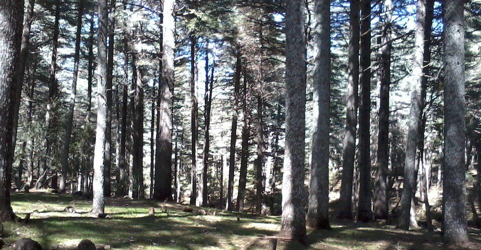 The cedar forest