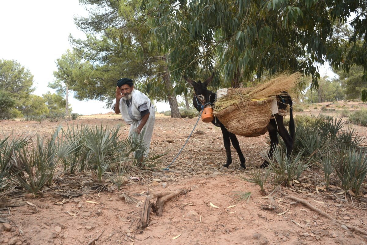 Walking Tours Marrocos